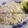 salata-sa-kukuruzom-i-karijem1-1