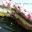 torta-2-1